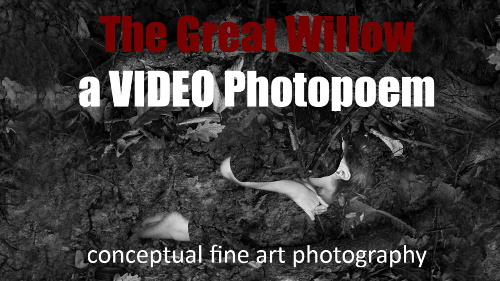 The Great Willow - Daciana Lipai - a video photopoem