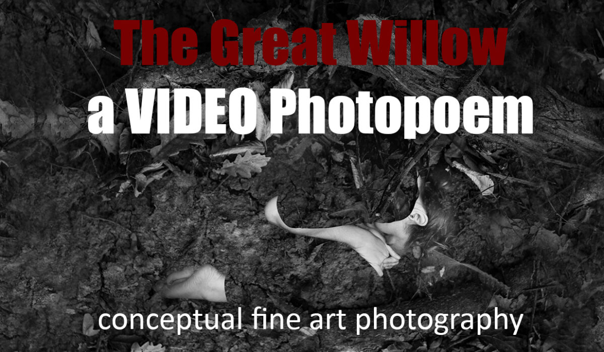 The Great Willow - Daciana Lipai - a video photopoem